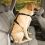 KURGO Seatbelt Tether, bezpečnostný autopás s uškom pre psy